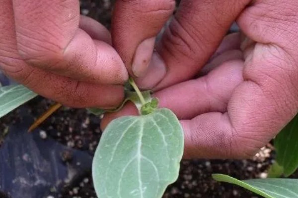 西瓜的大棚种植技术，播种期在阳历12月20号左右为宜