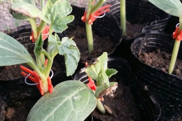 西瓜的大棚种植技术，播种期在阳历12月20号左右为宜