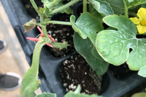 西瓜的大棚种植技术，播种期在阳历12月20号左右为宜