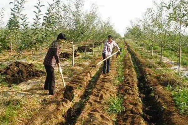 有机肥施用技术，每茬蔬菜亩施60-100公斤作基肥