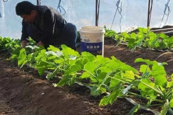 有机肥施用技术，每茬蔬菜亩施60-100公斤作基肥