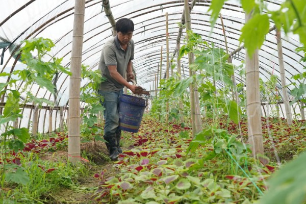 有机肥施用技术，每茬蔬菜亩施60-100公斤作基肥