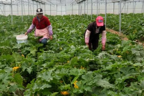 有机肥施用技术，每茬蔬菜亩施60-100公斤作基肥