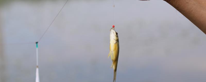 水库水深5米钓底还是钓浮,目标鱼是中上层鱼就采取钓浮