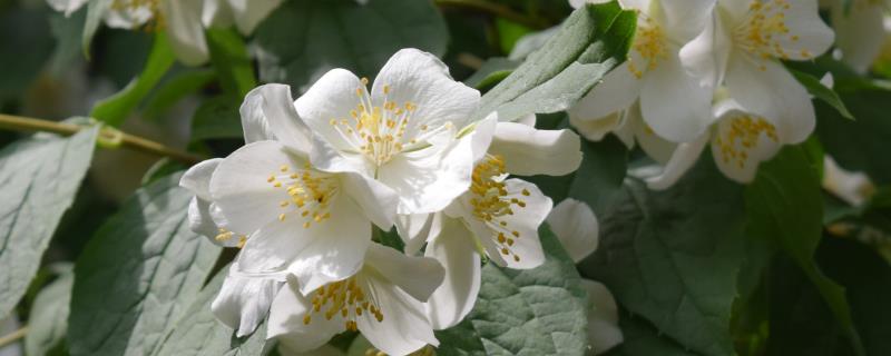 茉莉花的剪枝方法，花期结束后要修剪一次