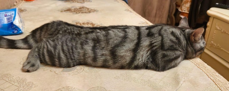 猫鼻支眼睛的阶段性用药，初期不建议使用抗生素