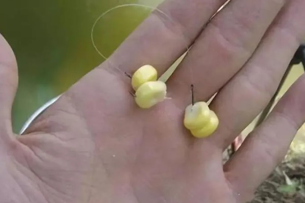 水库水深5米钓底还是钓浮,目标鱼是中上层鱼就采取钓浮