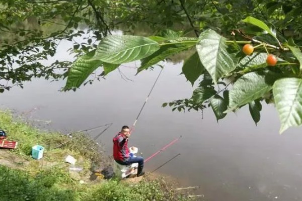 水库水深5米钓底还是钓浮,目标鱼是中上层鱼就采取钓浮