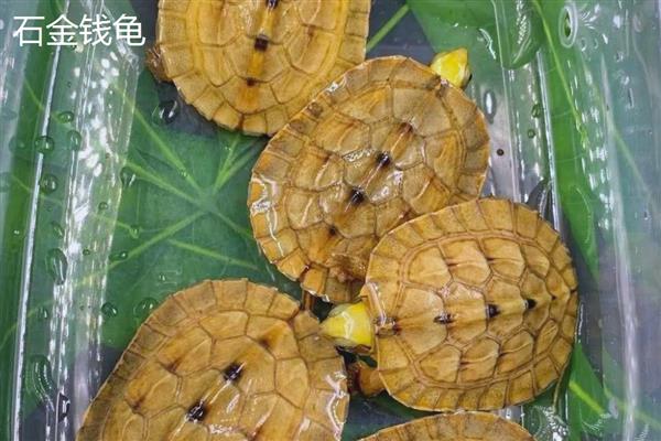 石金钱龟与金钱龟的区别，品种和背甲均不同