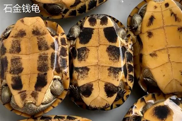 石金钱龟与金钱龟的区别，品种和背甲均不同