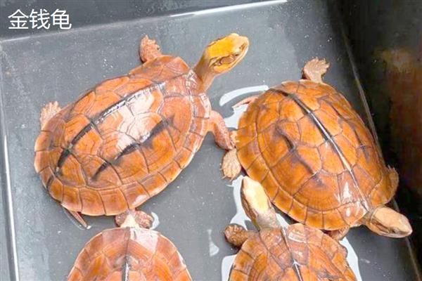 石金钱龟与金钱龟的区别，品种和背甲均不同