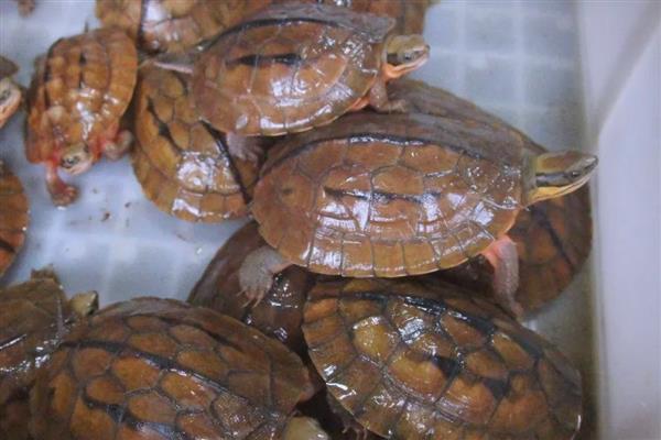 石金钱龟与金钱龟的区别，品种和背甲均不同