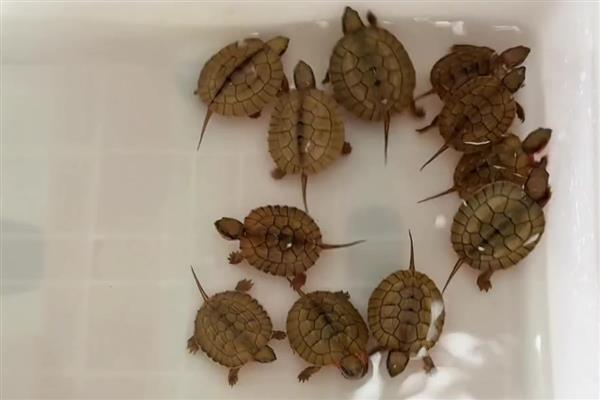 石金钱龟与金钱龟的区别，品种和背甲均不同