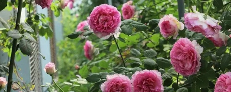 哪些藤本月季比较耐晒,常见藤本小伊甸园、艾拉绒球等品种