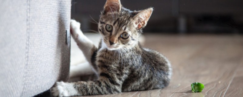 猫肠胃炎和猫传腹的症状,患有肠胃炎的猫会出现腹泻、精神不振等情况