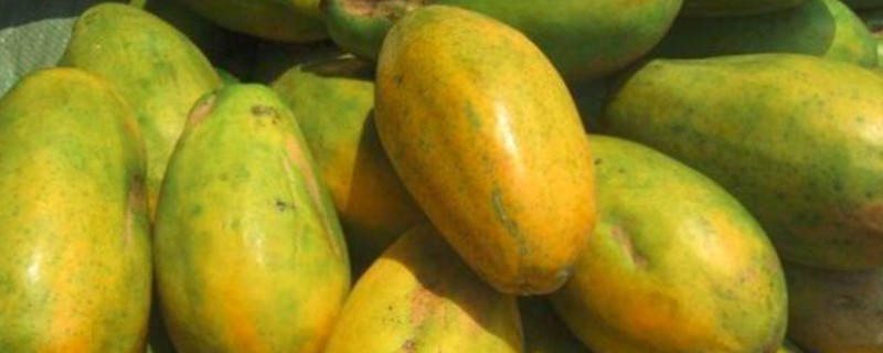 木瓜怎么才算熟,其外表皮会呈黄色或者橘红色
