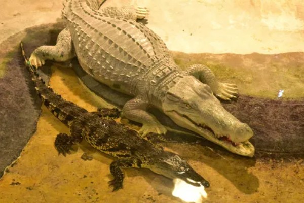 鳄鱼属于什么类动物，属于爬行类肉食性动物