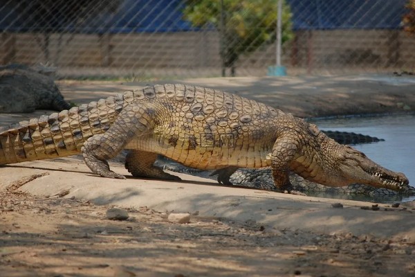 鳄鱼属于什么类动物，属于爬行类肉食性动物