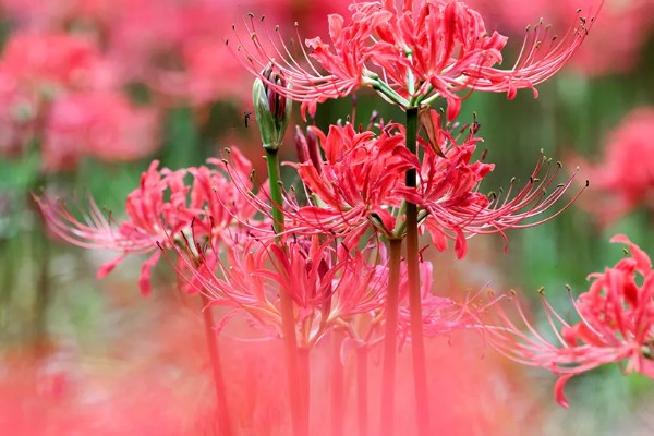 彼岸花的花语，寓意相思、分离等