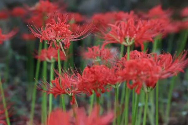 彼岸花的花语，寓意相思、分离等
