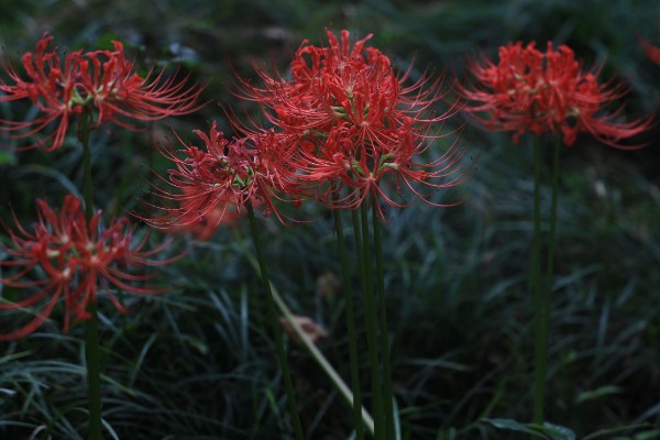 彼岸花的花语，寓意相思、分离等