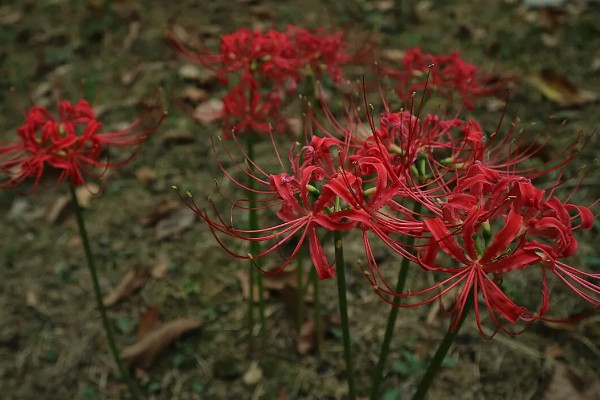 彼岸花的花语，寓意相思、分离等