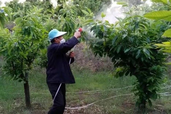 板栗什么时候打防虫药，通常在开始结幼果的时候打药