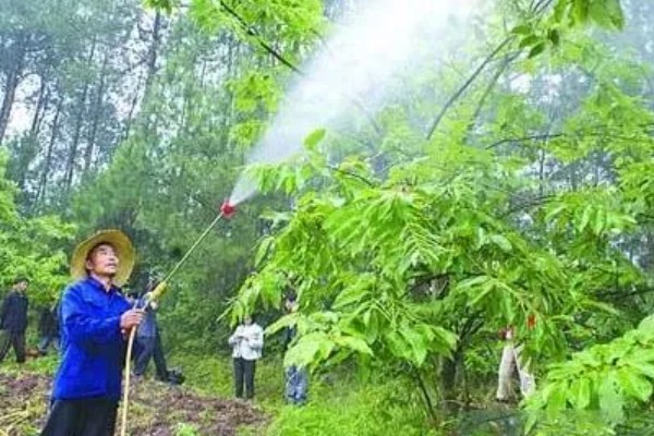 板栗什么时候打防虫药，通常在开始结幼果的时候打药