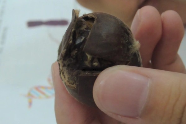 板栗什么时候打防虫药，通常在开始结幼果的时候打药