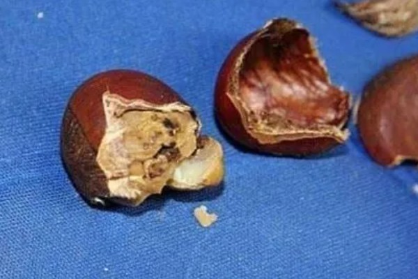板栗什么时候打防虫药，通常在开始结幼果的时候打药