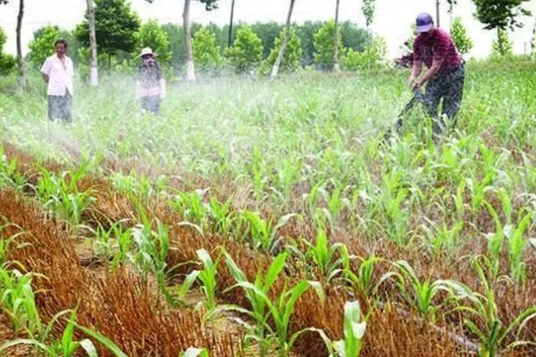 刚种的玉米要不要浇水，通常需要浇水的