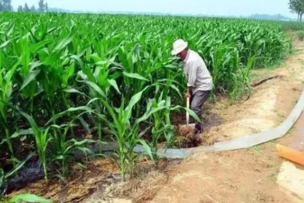 刚种的玉米要不要浇水，通常需要浇水的