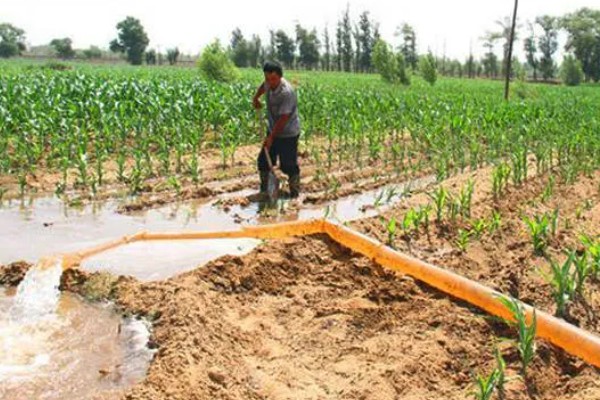 刚种的玉米要不要浇水，通常需要浇水的