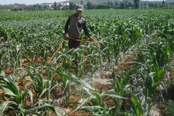 刚种的玉米要不要浇水，通常需要浇水的