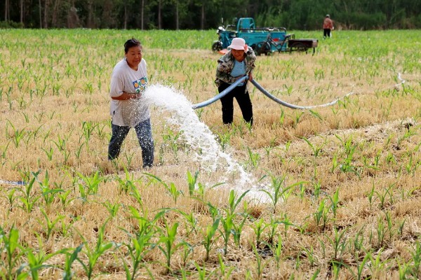 刚种的玉米要不要浇水，通常需要浇水的