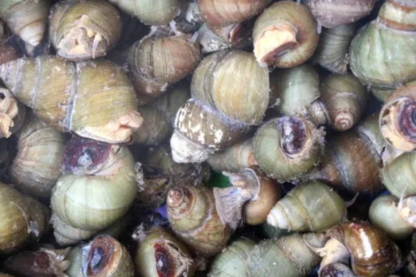 石螺怎么养殖，每亩水域投放螺种600只左右