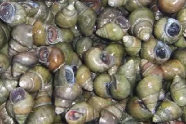 石螺怎么养殖，每亩水域投放螺种600只左右