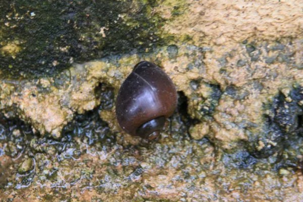 石螺怎么养殖，每亩水域投放螺种600只左右