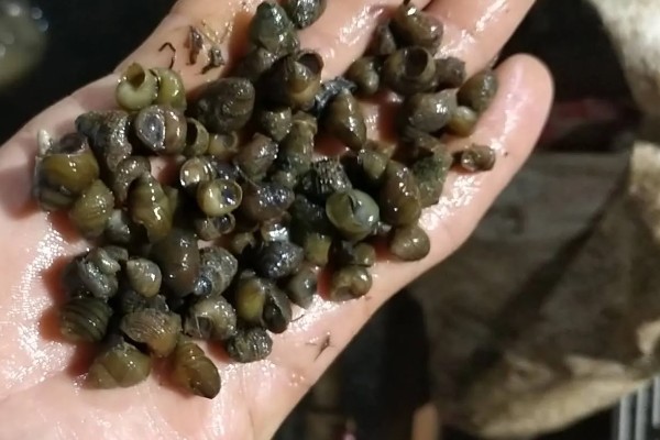 石螺怎么养殖，每亩水域投放螺种600只左右