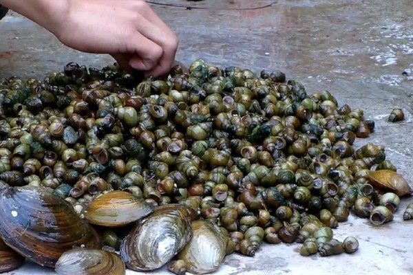 石螺怎么养殖，每亩水域投放螺种600只左右