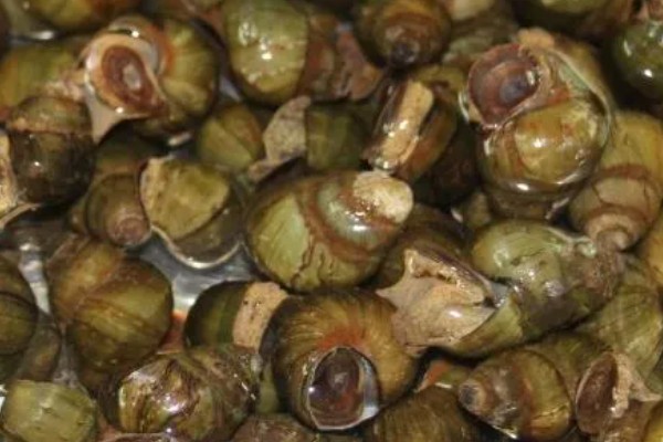 石螺怎么养殖，每亩水域投放螺种600只左右