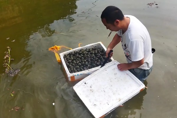 石螺怎么养殖，每亩水域投放螺种600只左右