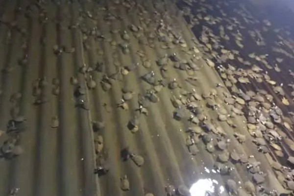 石螺怎么养殖，每亩水域投放螺种600只左右