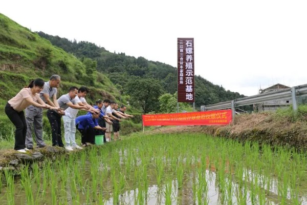 石螺怎么养殖，每亩水域投放螺种600只左右