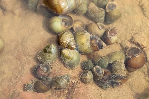 石螺怎么养殖，每亩水域投放螺种600只左右