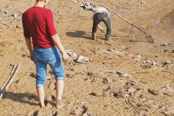 石螺怎么养殖，每亩水域投放螺种600只左右