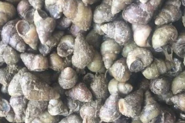 石螺怎么养殖，每亩水域投放螺种600只左右