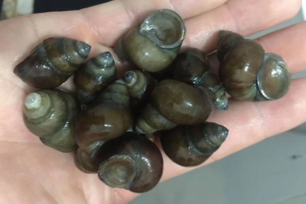 石螺怎么养殖，每亩水域投放螺种600只左右