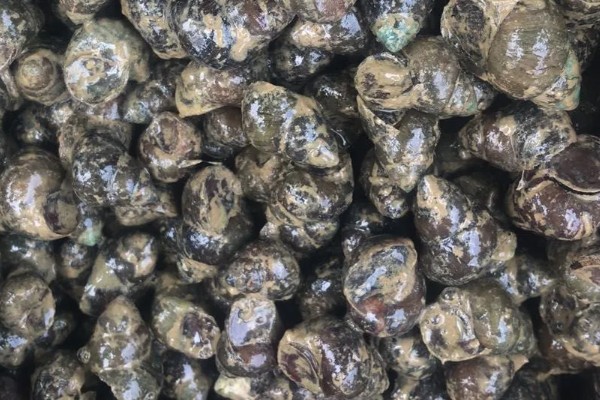 石螺怎么养殖，每亩水域投放螺种600只左右