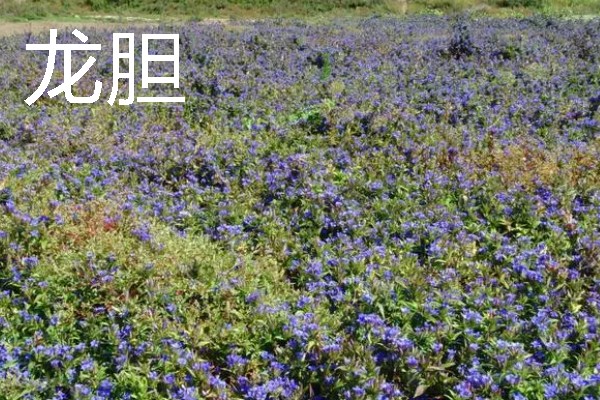 北方适合种植什么药材，可种植甘草、龙胆等